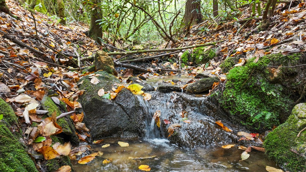 487 Walkabout Creek Road