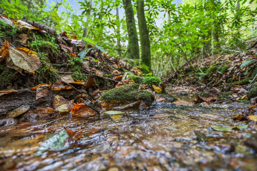 487 Walkabout Creek Road