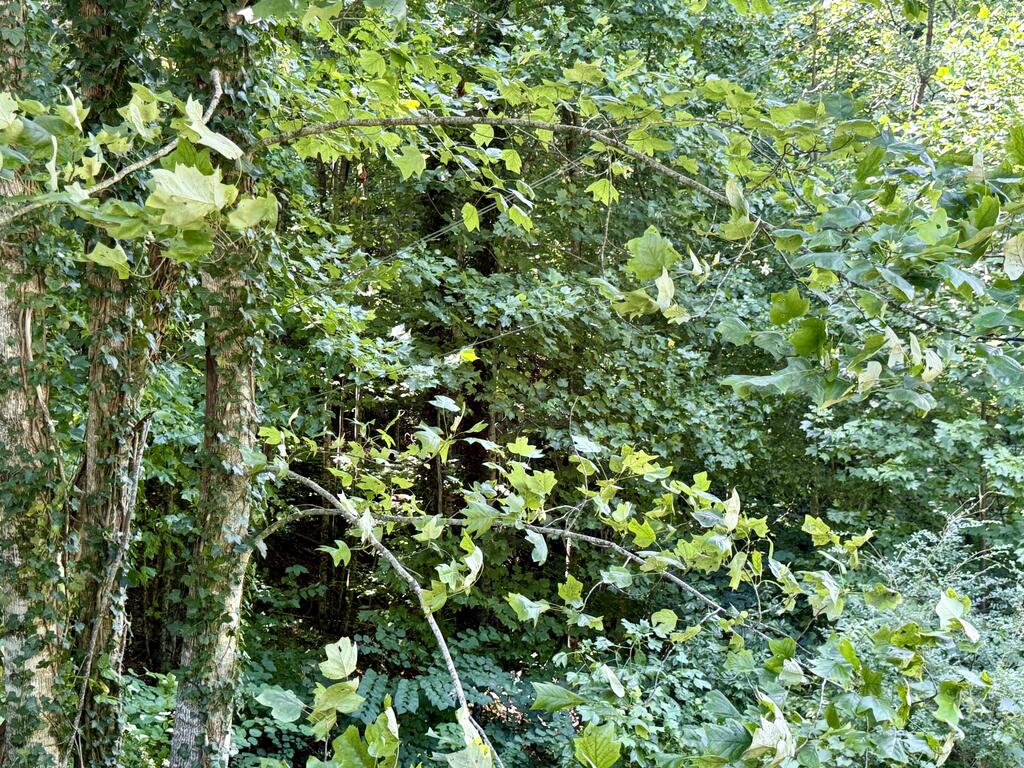 Lot 8 Wild Laurel
