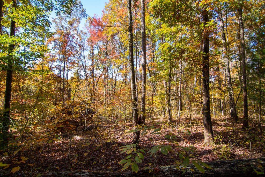 Lot 24 Ridgeway Church Road