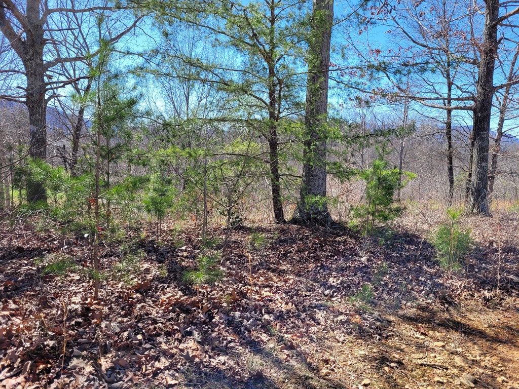 Lot 25 Dan Knob Drive