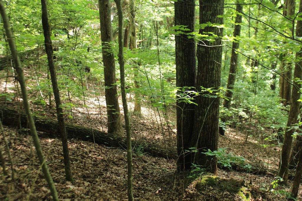 Lot 20 Skid Strip Lane