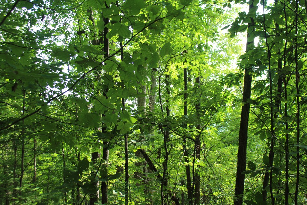 Lot 20 Skid Strip Lane