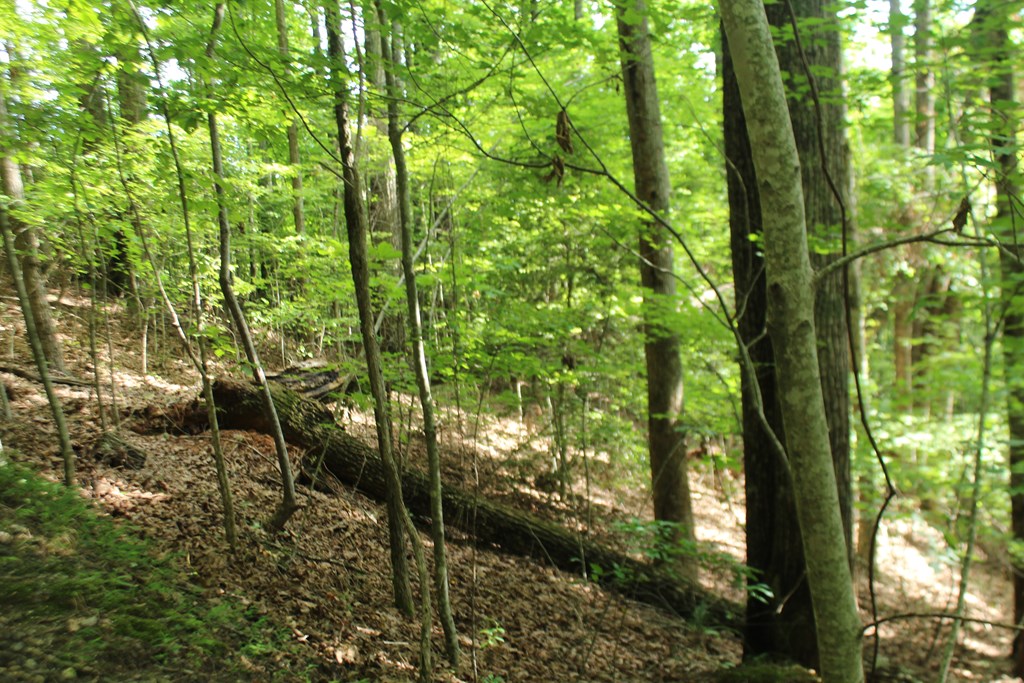 Lot 20 Skid Strip Lane