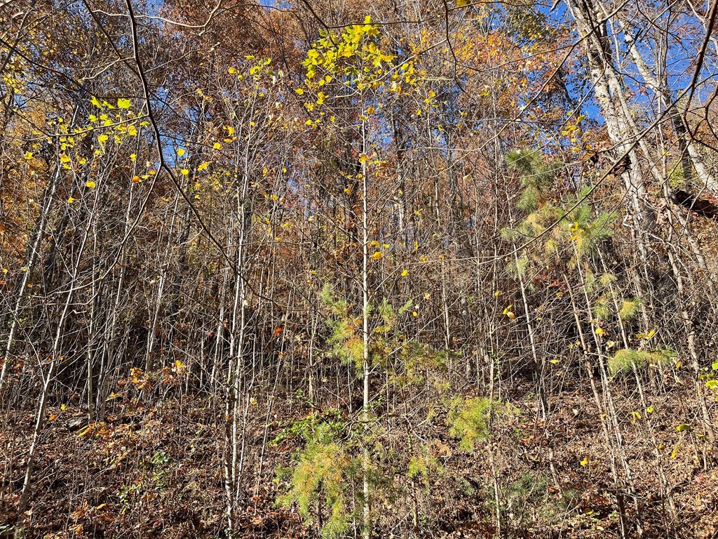 36 54C Ash Branch Circle