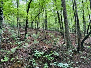 Lot 107 Pine Terrace Circle