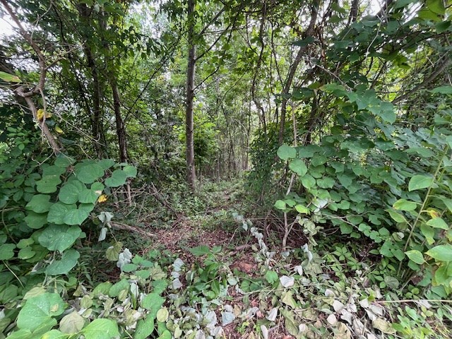 Lot 12 Forest View Drive
