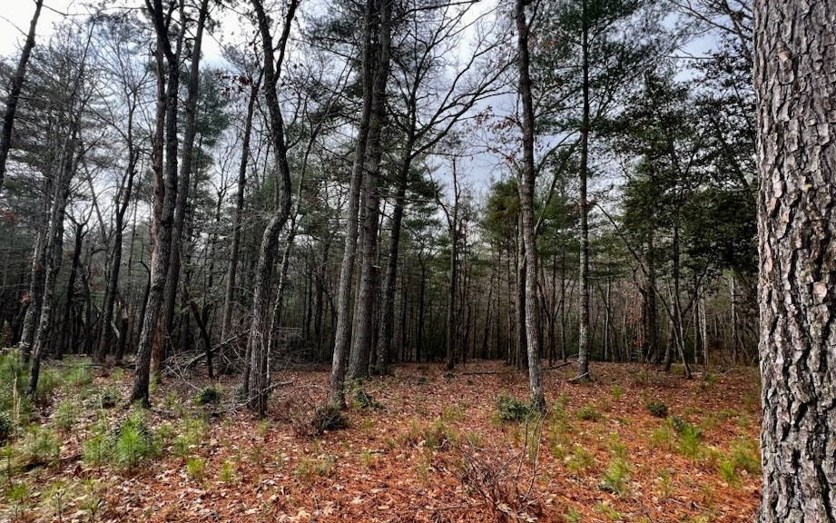 LT157 L157 Highland Park