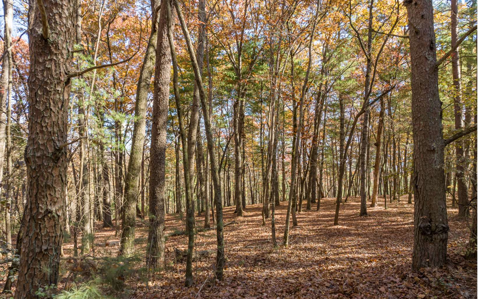 1 TR Old Anderson Creek