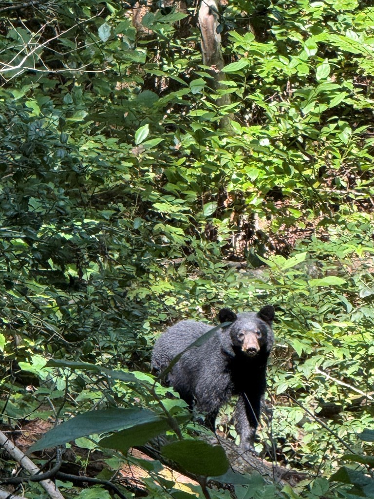 6180 Burnt Mountain Road