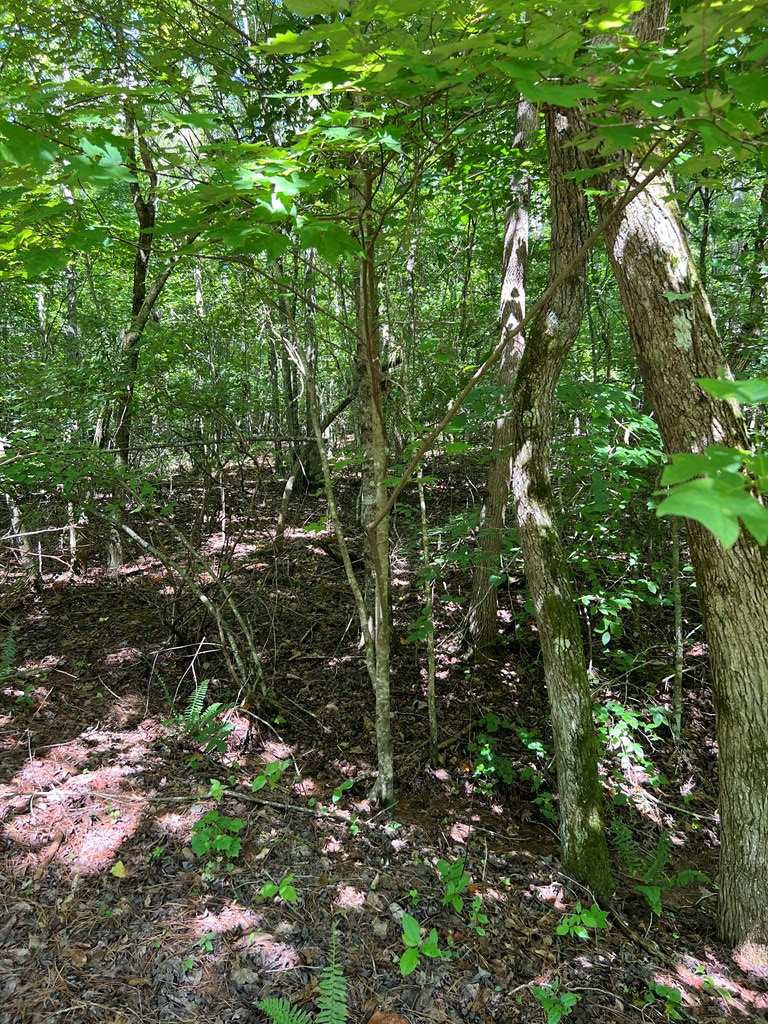 56 acres Old Hwy 5s