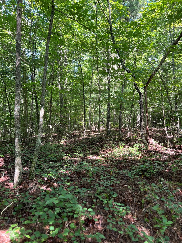 56 acres Old Hwy 5s