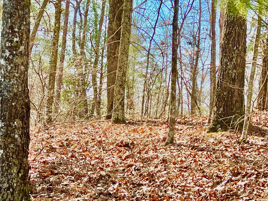 113 Beech Tree Drive