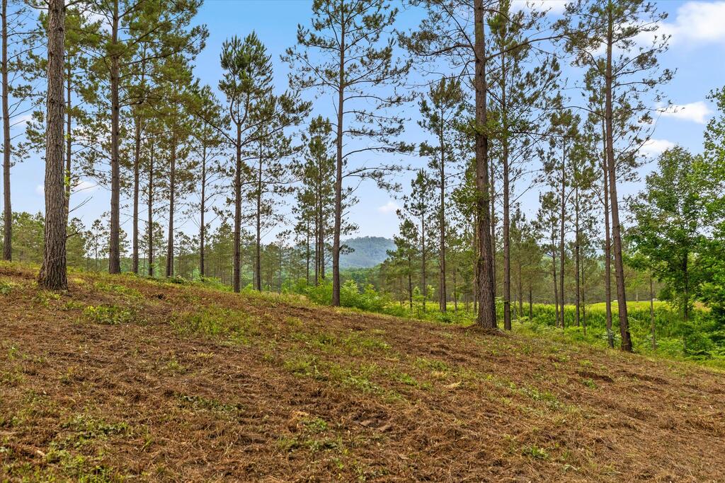 Lot 331 Twisted Oak Road