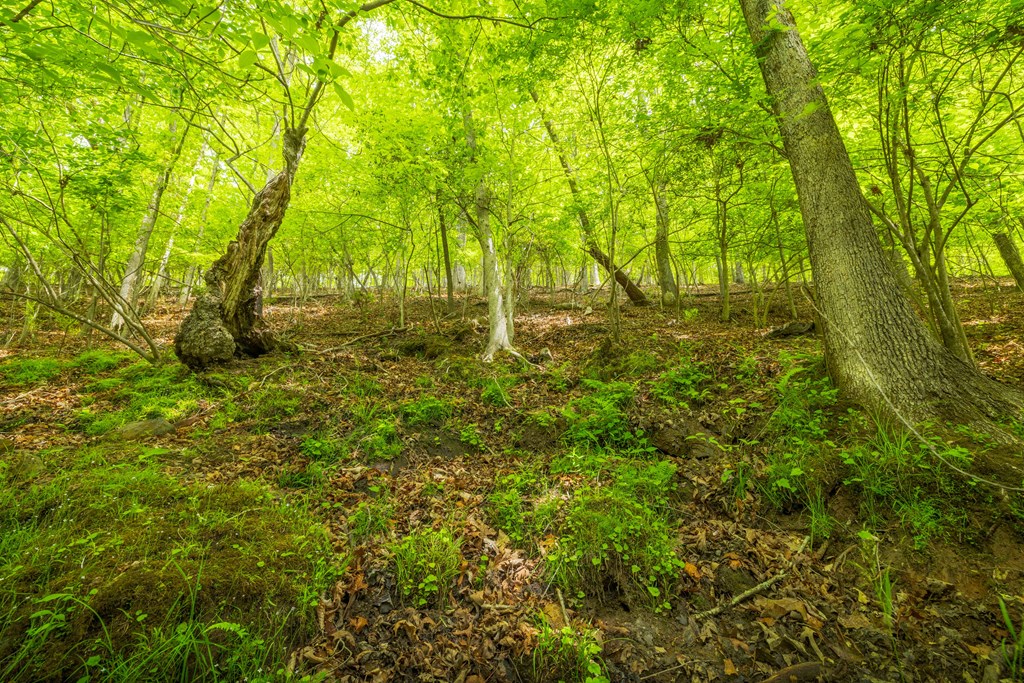 2.90Acre Galloway Road