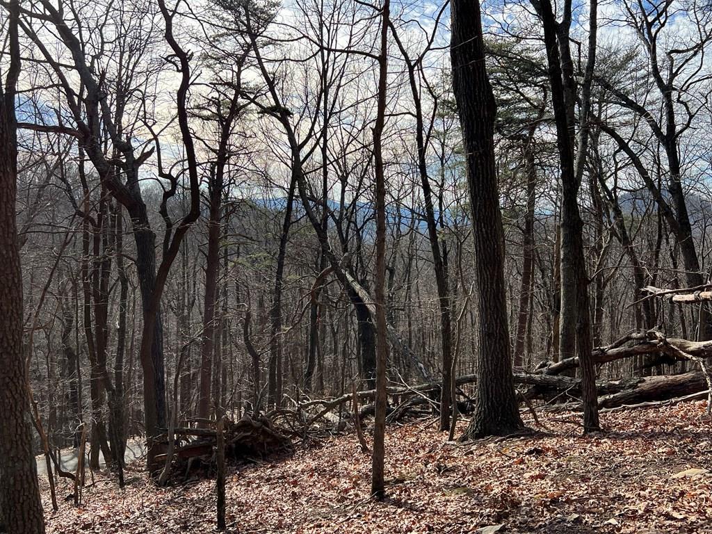 4528 Sassafras Mountain Trail