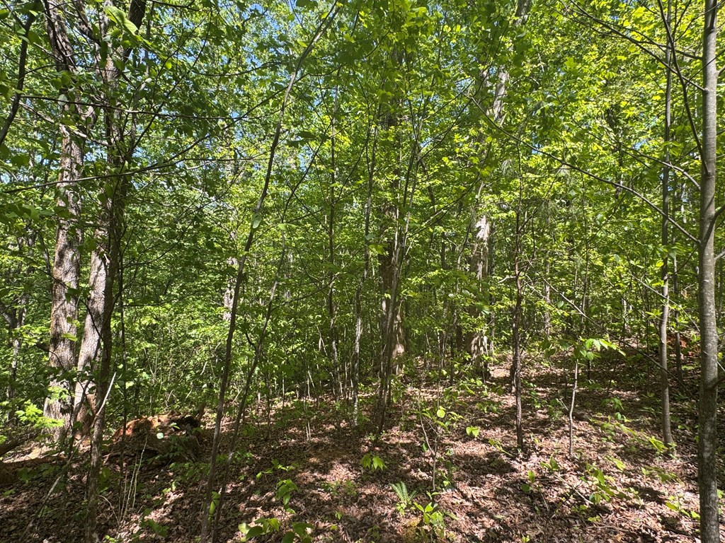 2.42 AC Poplar Drive N