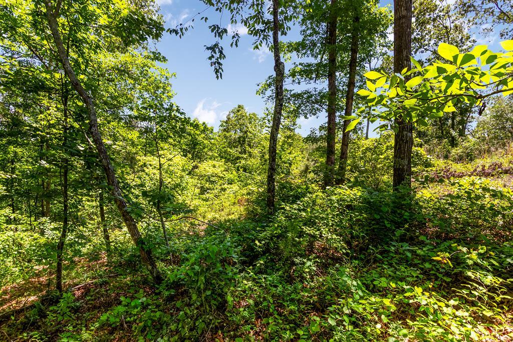 LT160 Shallow Water Trail
