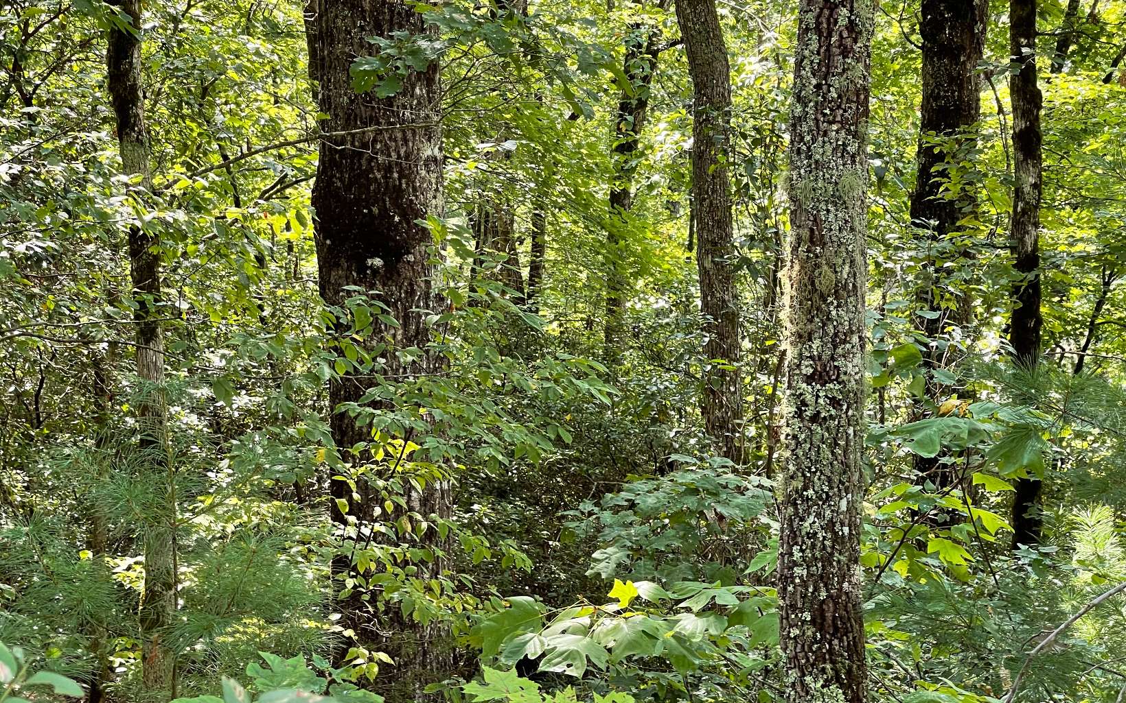 Lot 9 Wolfpen Gap Sub