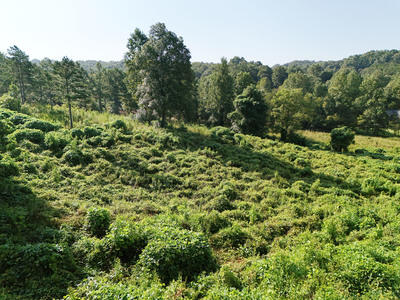 218 ARBOR CREEK TRL, MINERAL BLUFF, GA 30559 - Image d20abb5ded6045c4cf667e359b88f4ea/2517248632