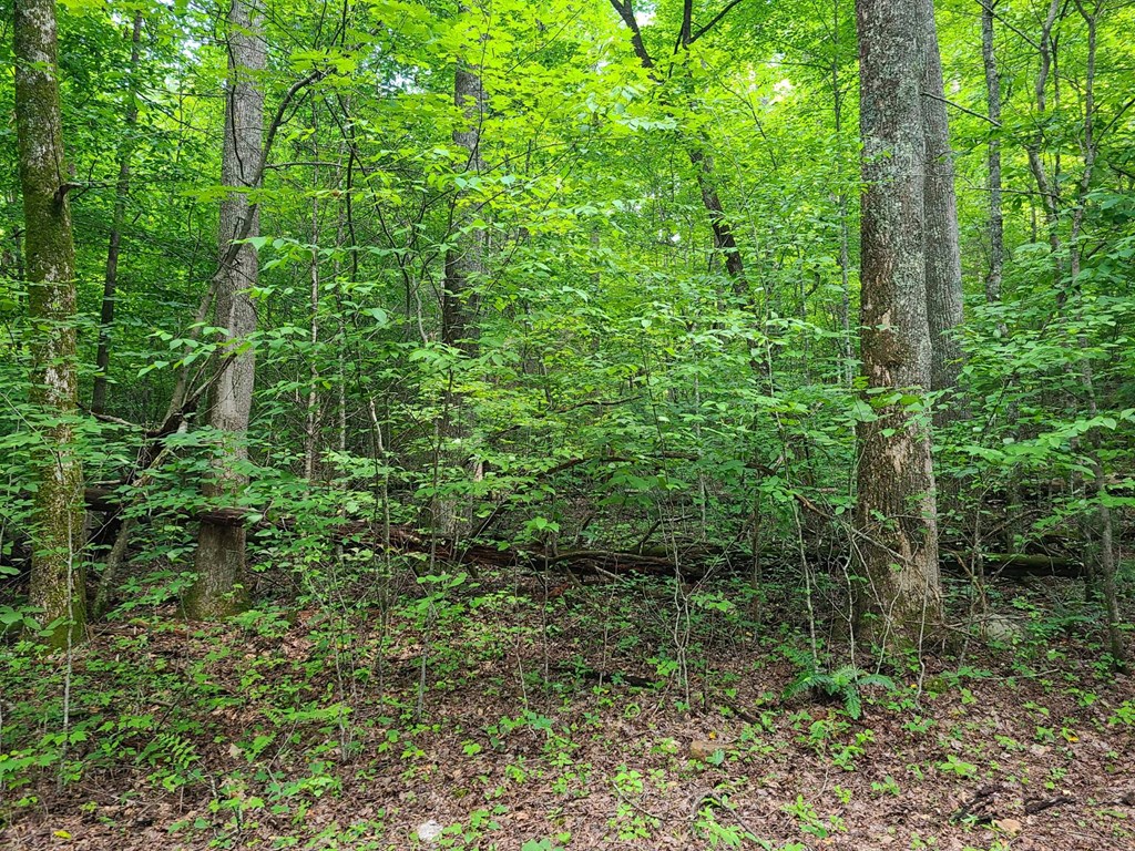 0000 Big Creek Road