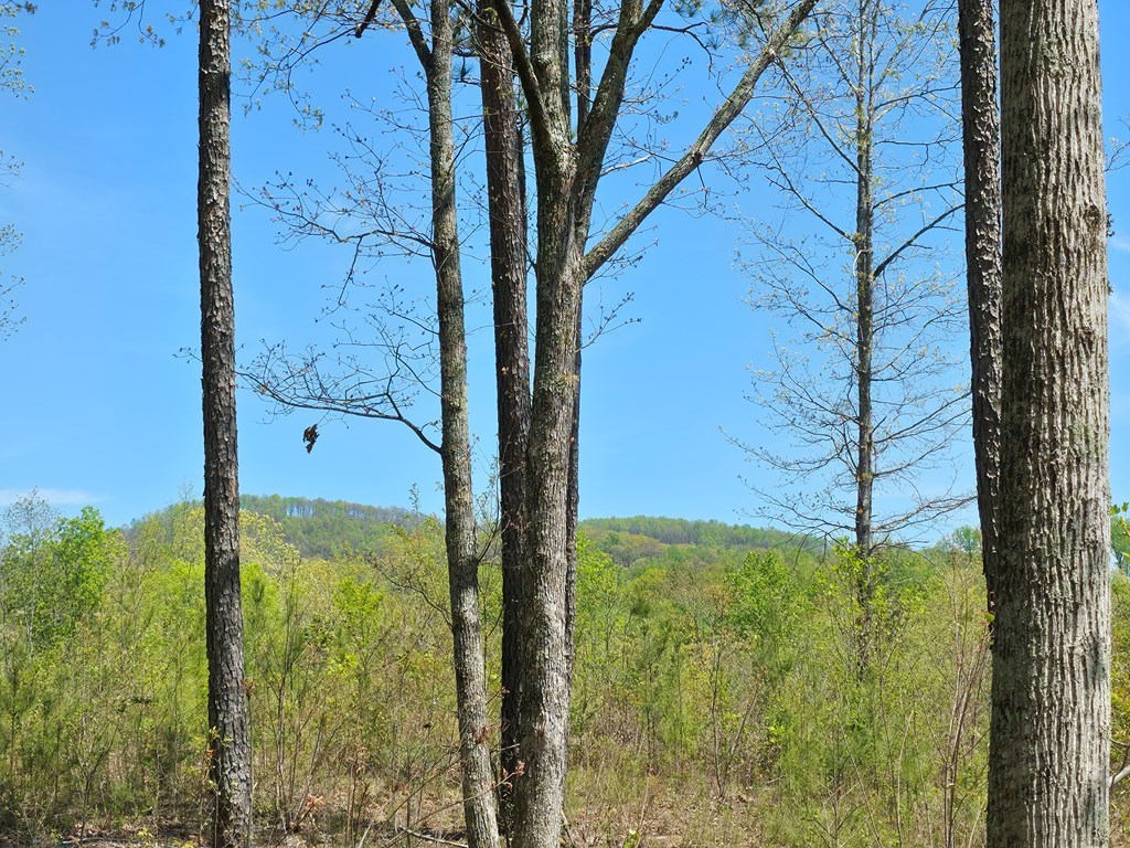 Lot 209 Oak Park Drive