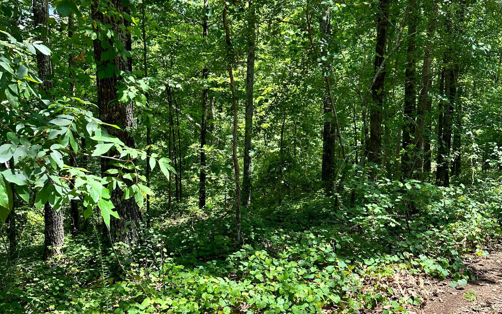 LT 1719 Rebekah Ridge Road