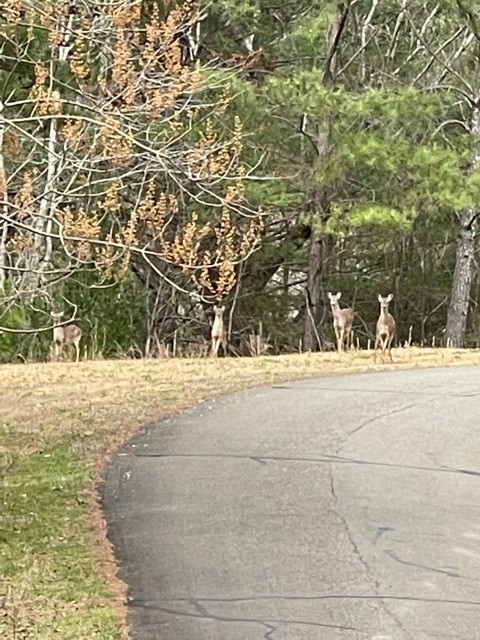 LT 54 Honeysuckle Way