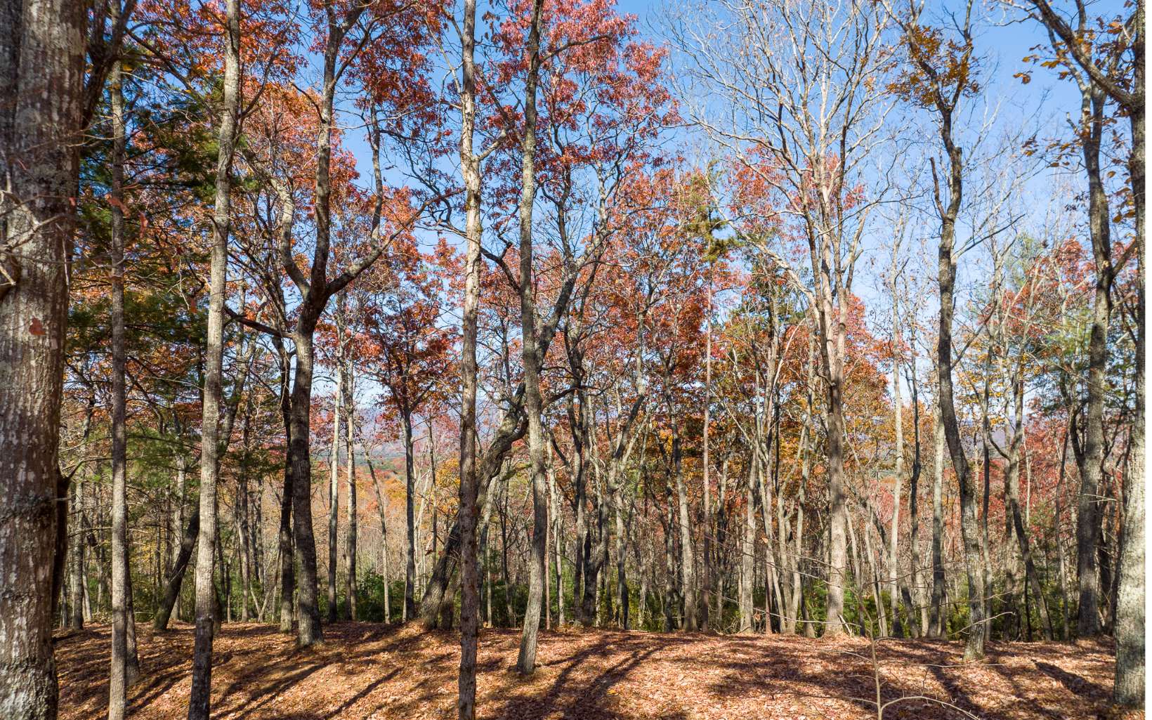 LOT 39 Preserve Trail