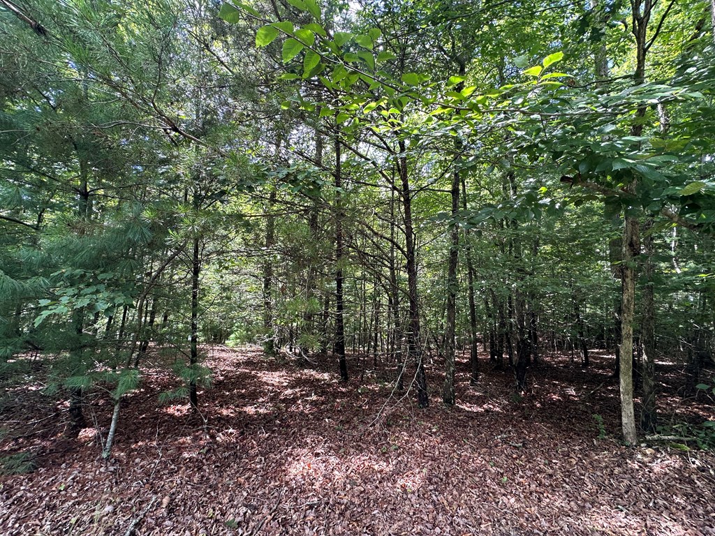 95 Rabbit Knob Drive