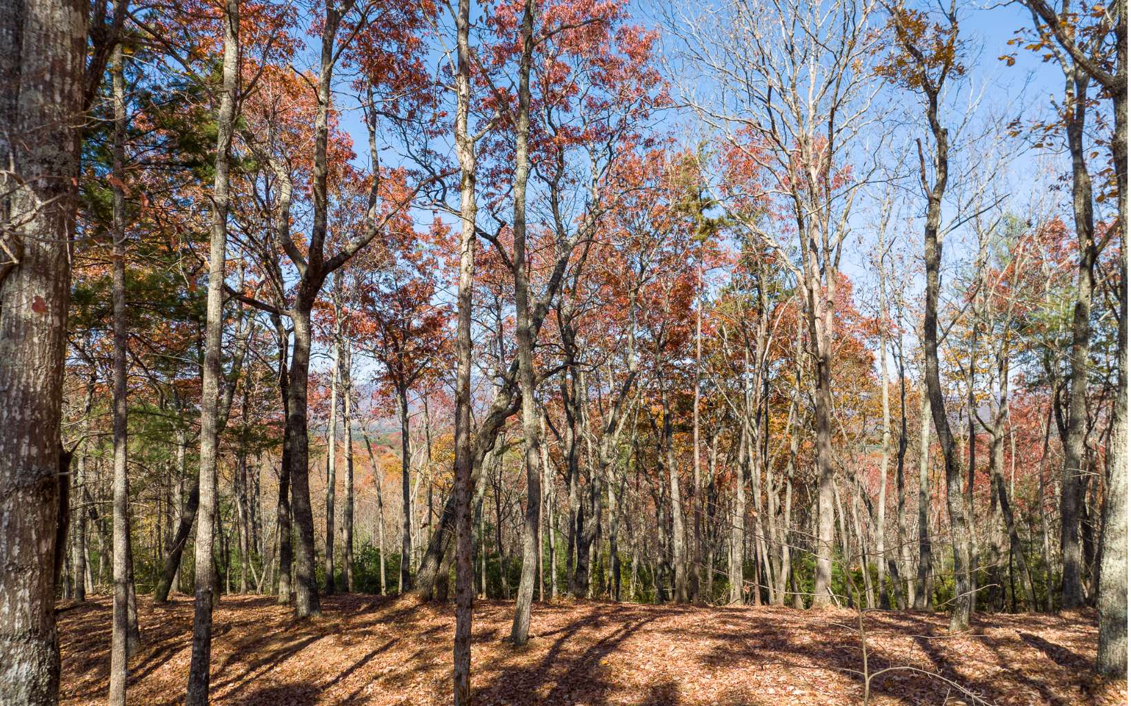 Lot 41 Preserve Trail