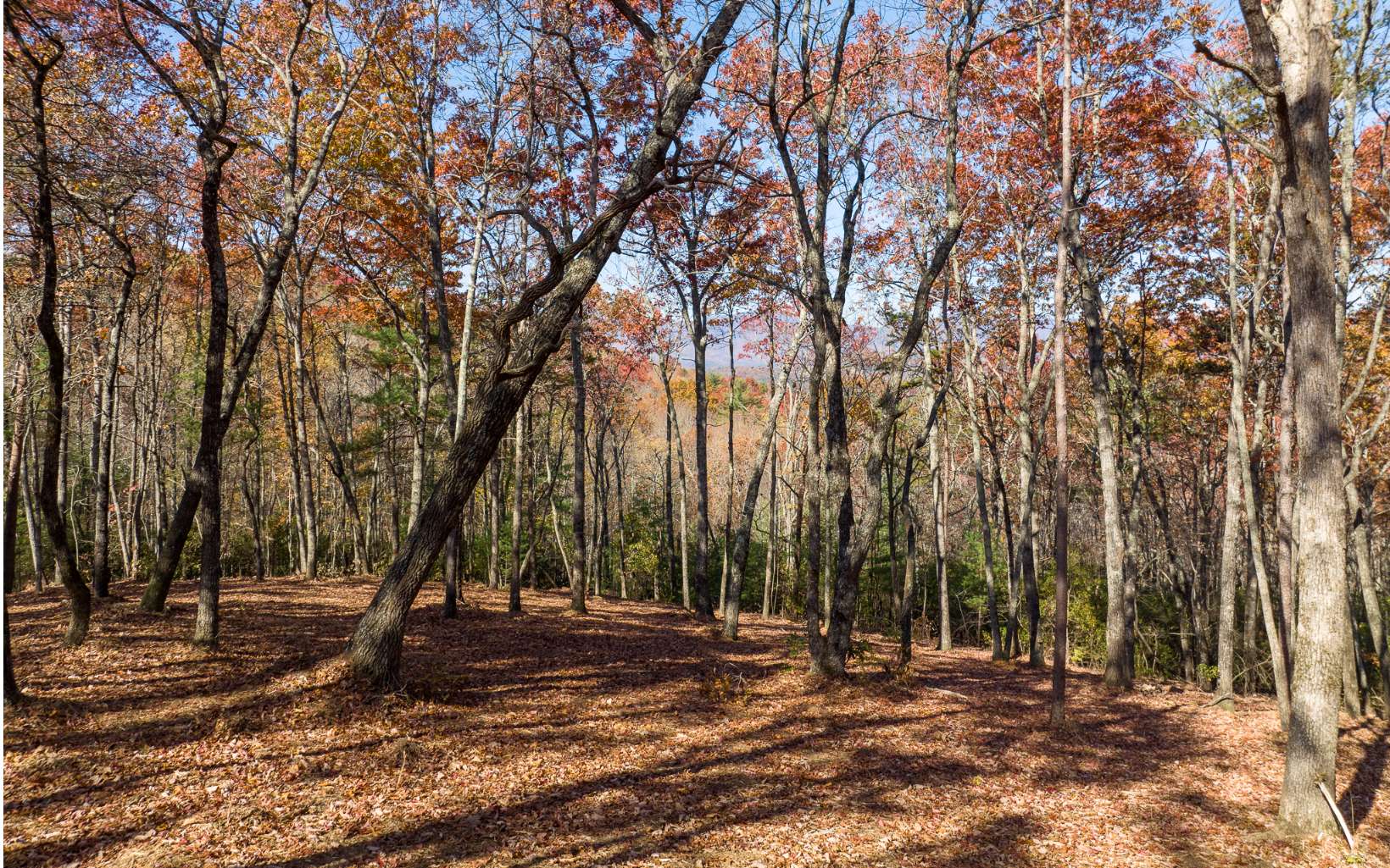 Lot 41 Preserve Trail