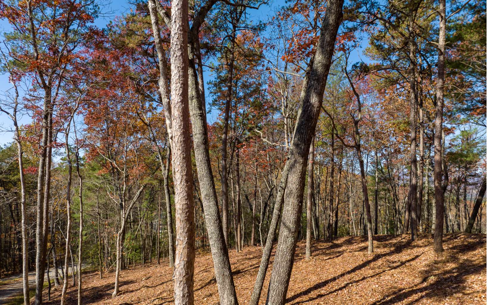Lot 41 Preserve Trail