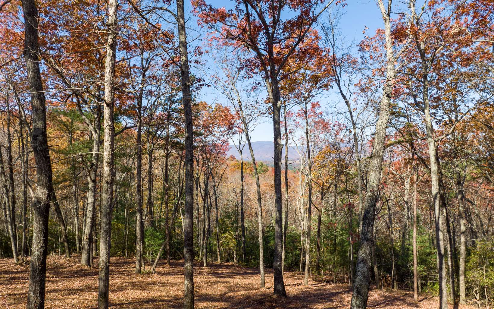 Lot 41 Preserve Trail