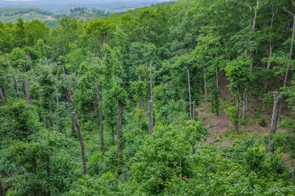 Lot 411 Calloway Mountain Road