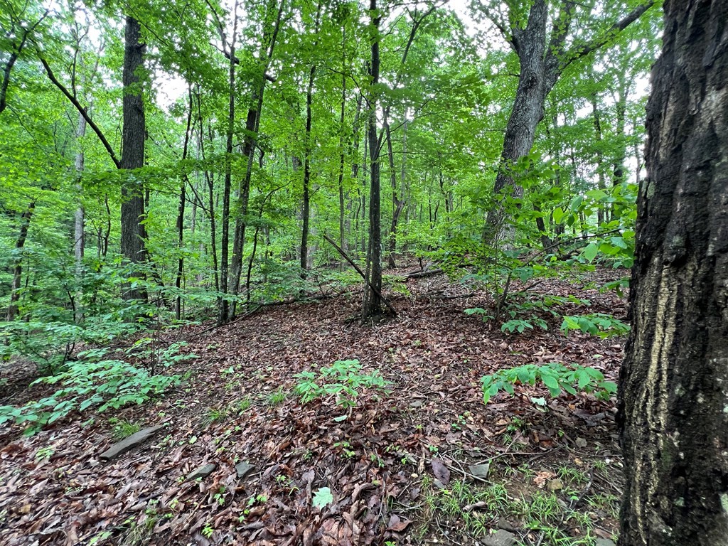 245 Sassafras Mountain Trail