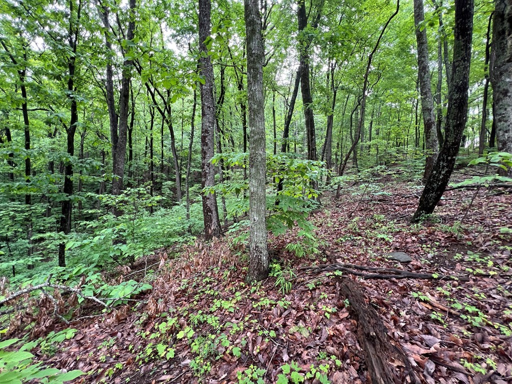 245 Sassafras Mountain Trail