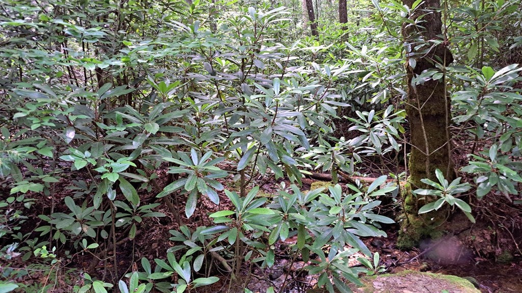 31 Acres Upper Bear Paw Road