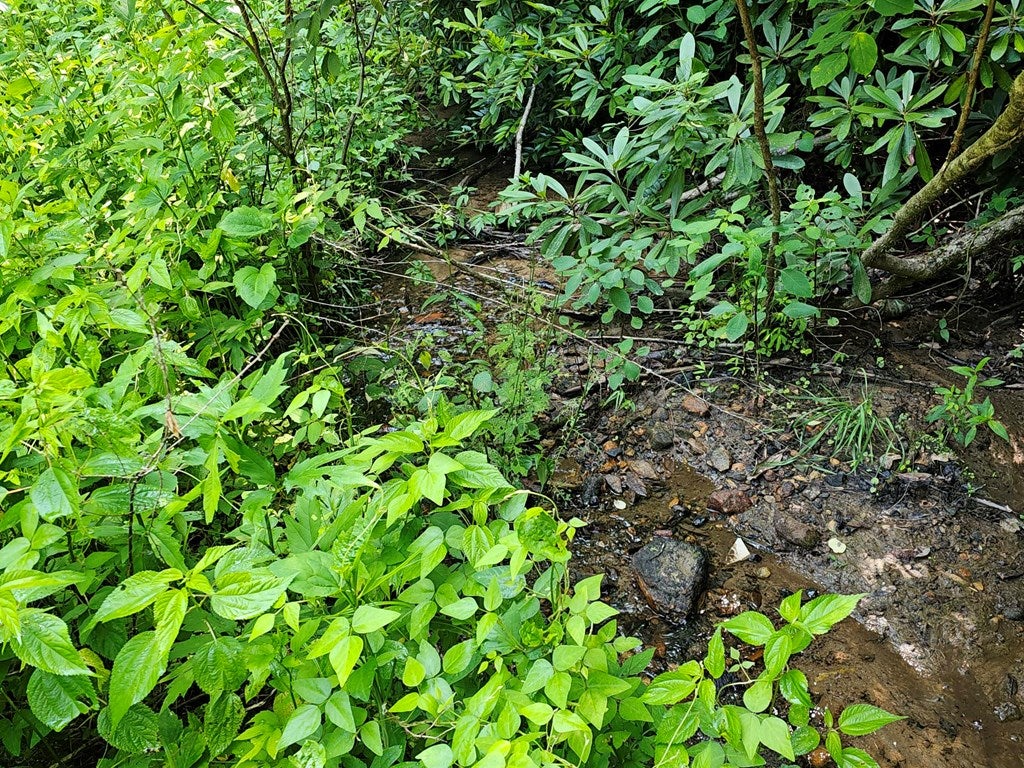31 Acres Upper Bear Paw Road
