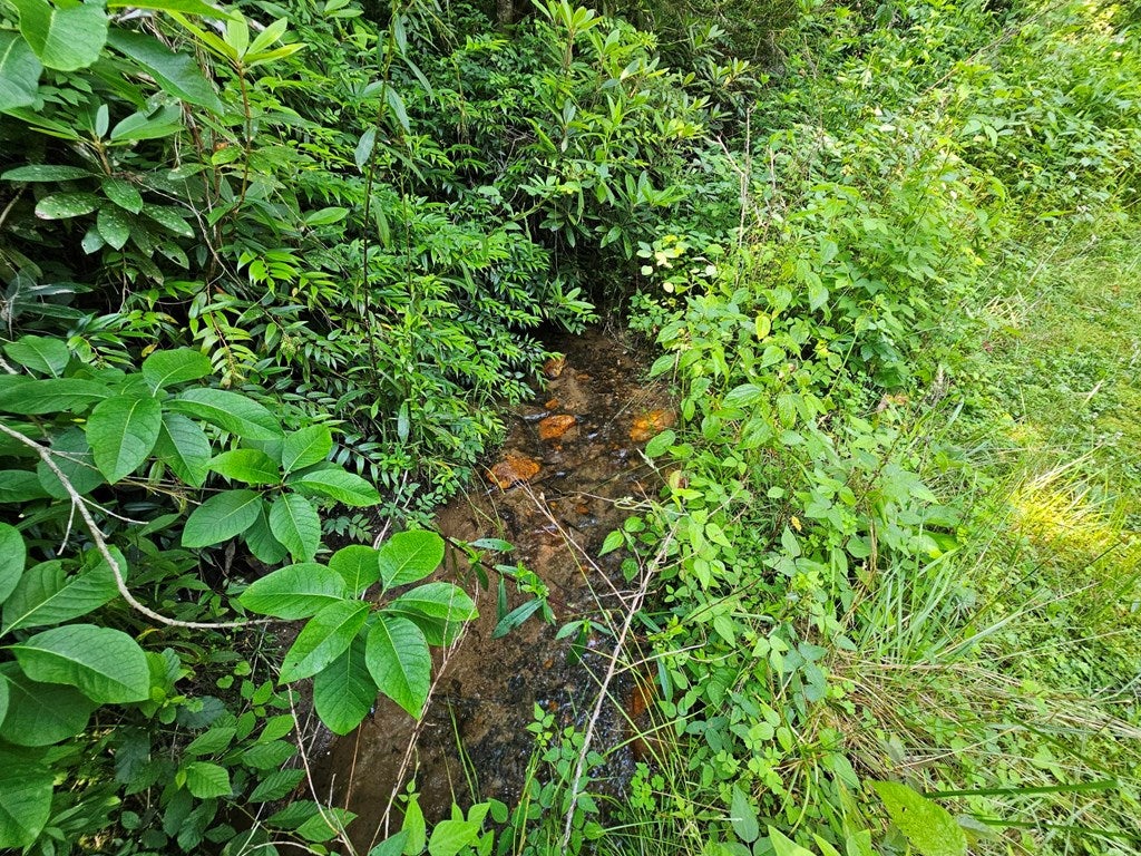 31 Acres Upper Bear Paw Road