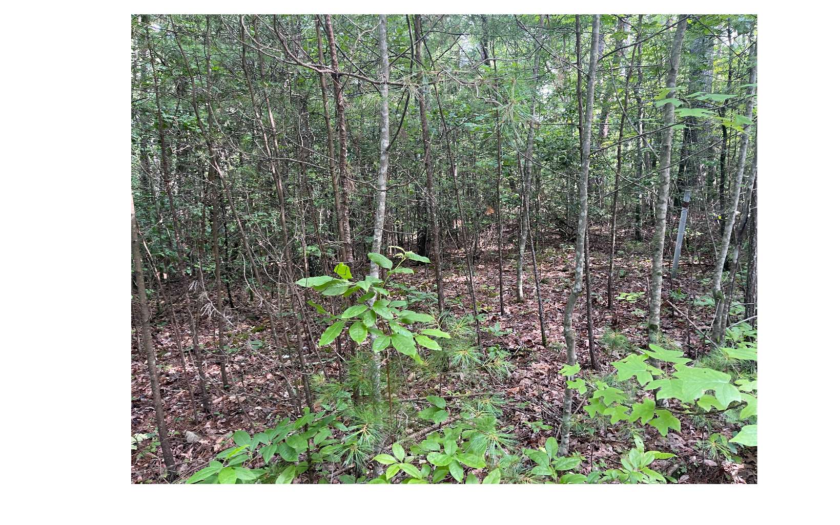 LT 5 Sherwood Forest Drive