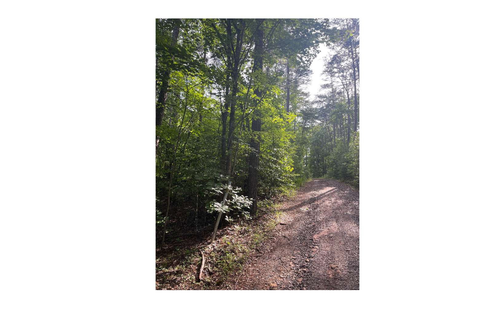 LT 5 Sherwood Forest Drive