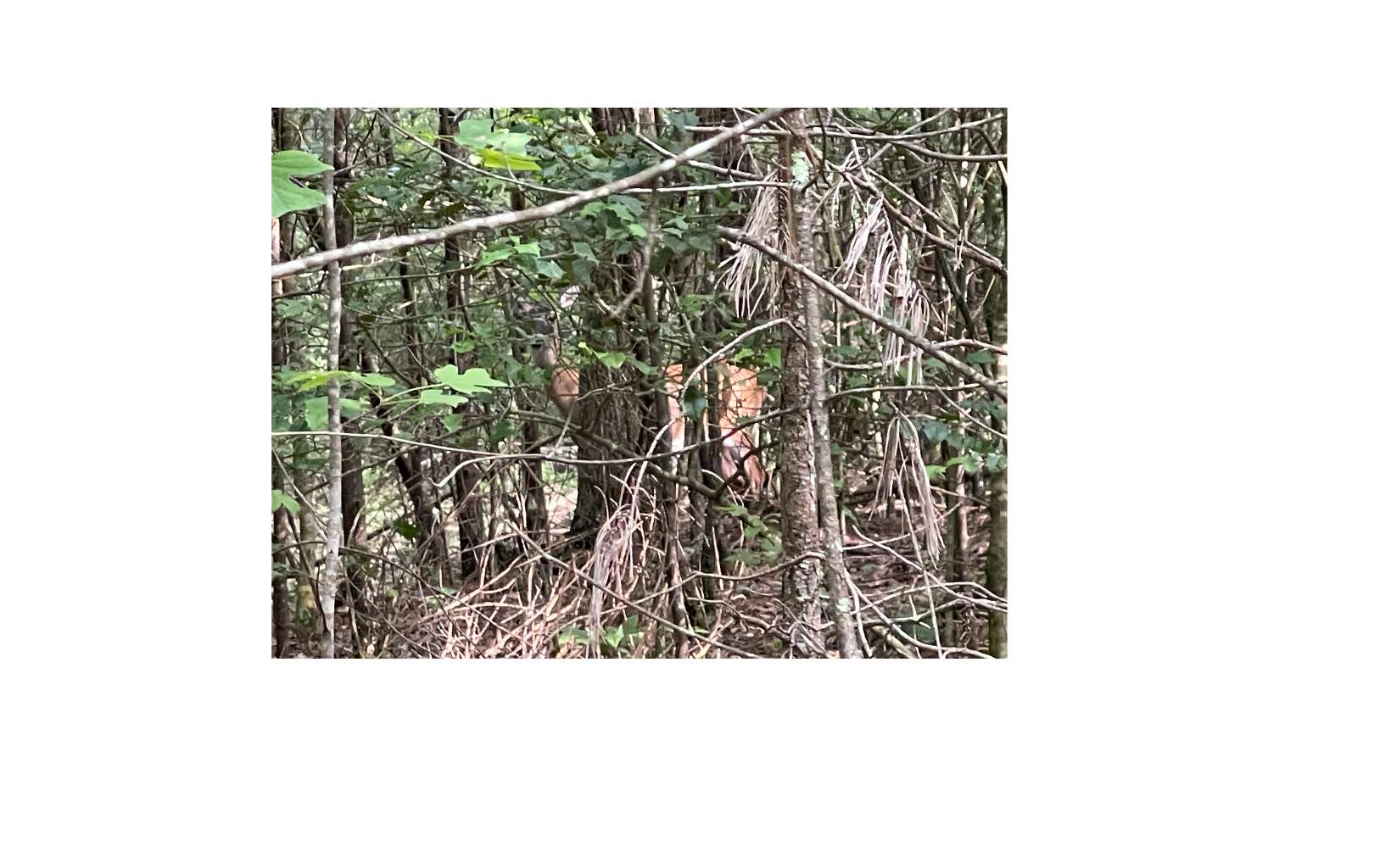 LT 5 Sherwood Forest Drive