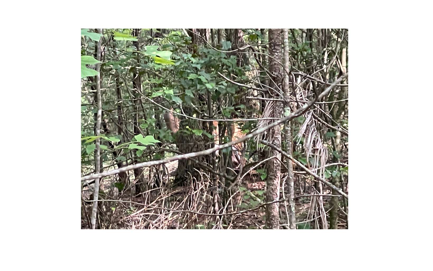 LT 5 Sherwood Forest Drive