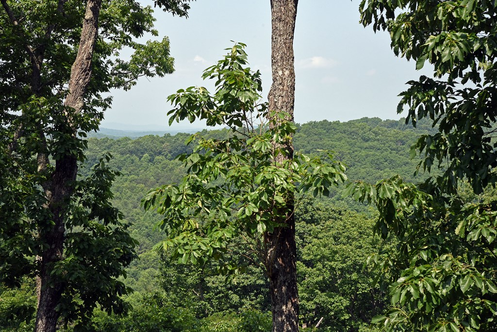 97 Deer Ridge