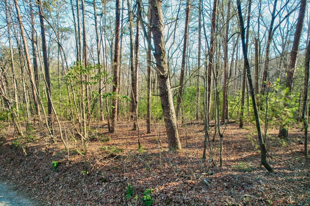 0 MT Mt Mcgruder Rd- 48.26 Acres