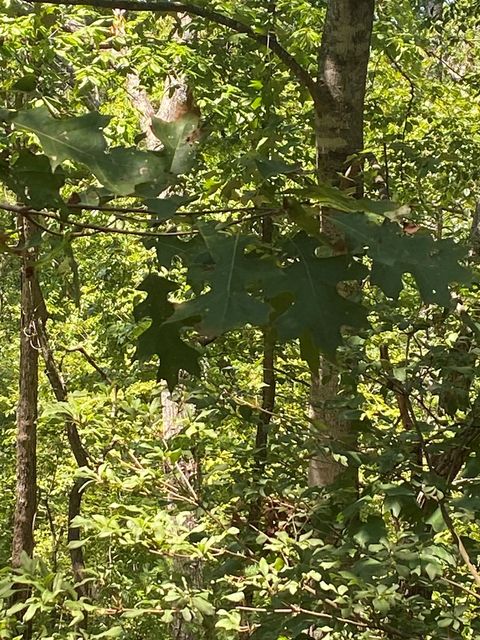 A home in Ellijay