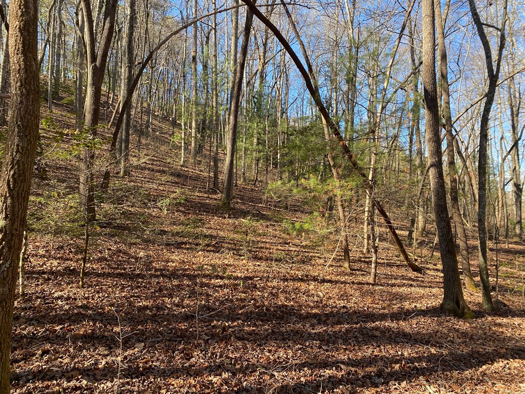 TBD Wood Collett Cove