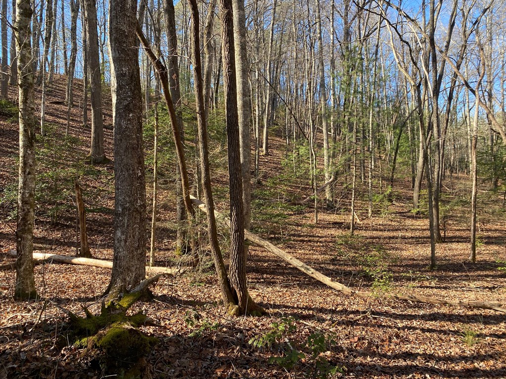 TBD Wood Collett Cove