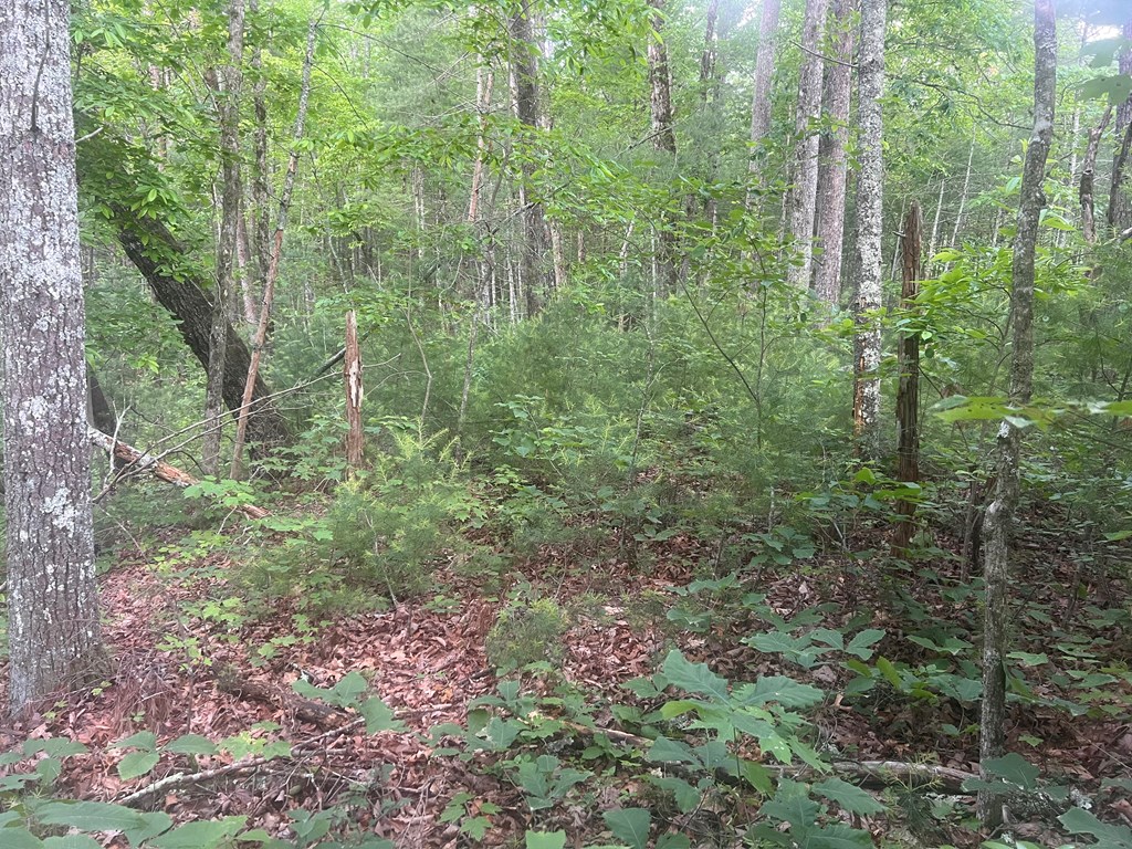 Lot 100 Ashe Court